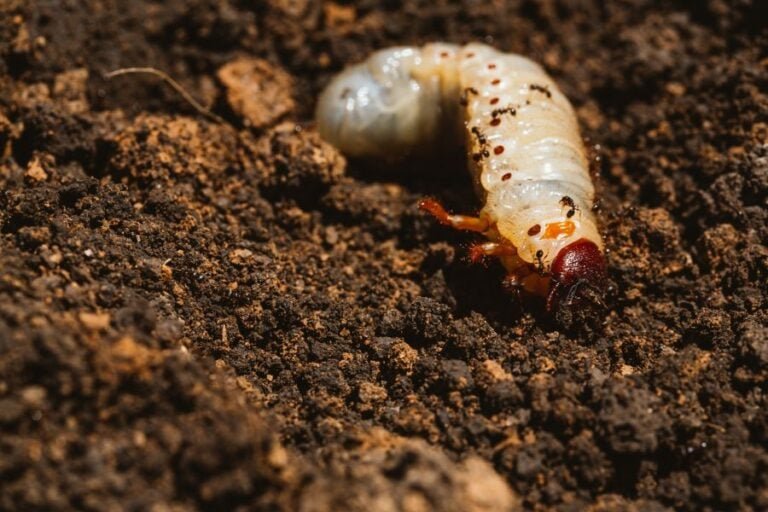 Are Grub Worms More Common After Heavy Rains?