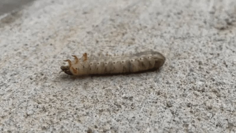 Are Grub Worms More Common After Heavy Rains?