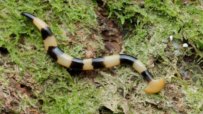 Are Hammerhead Worms Poisonous To Pets Or Wildlife?