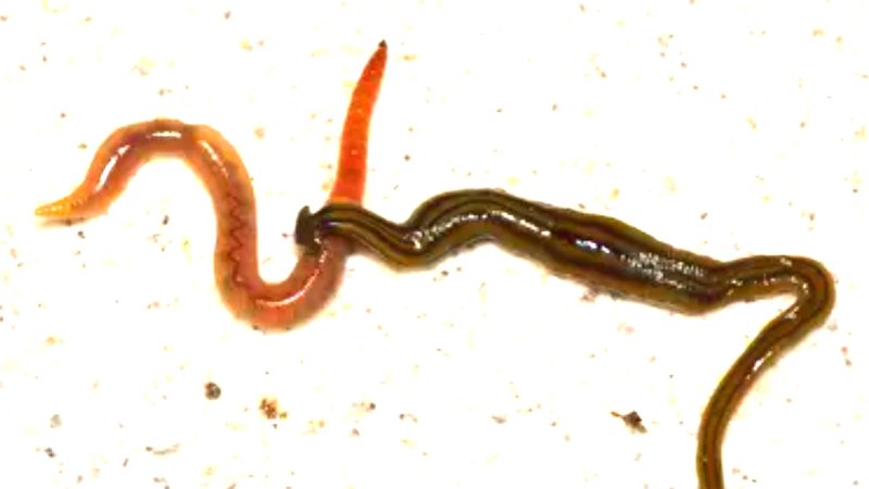 Are Hammerhead Worms Poisonous To Pets Or Wildlife?