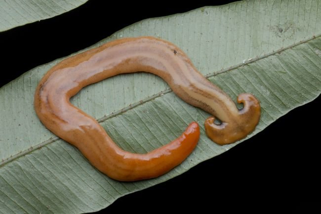 Are Hammerhead Worms Poisonous To Pets Or Wildlife?