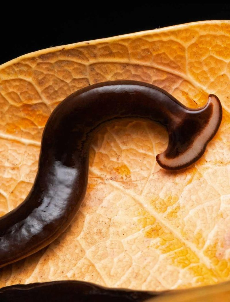 Are Hammerhead Worms Poisonous To Pets Or Wildlife?