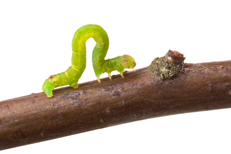 Are Inchworms Beneficial Or Pests In Agriculture?