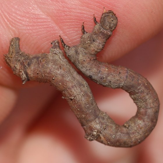 Are Inchworms Found On Every Continent?