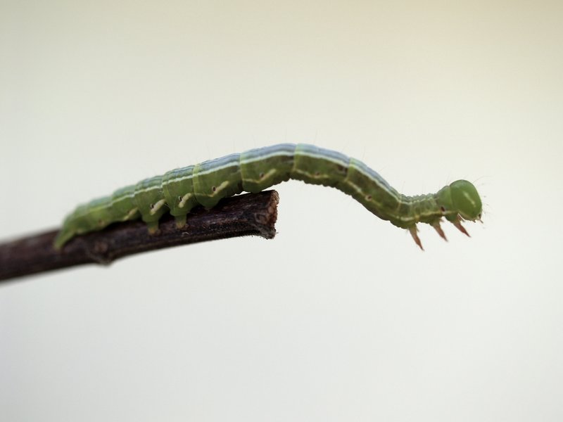 Are Inchworms Found On Every Continent?