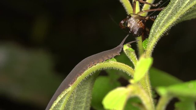 Are Velvet Worms Related To Insects Or Worms?