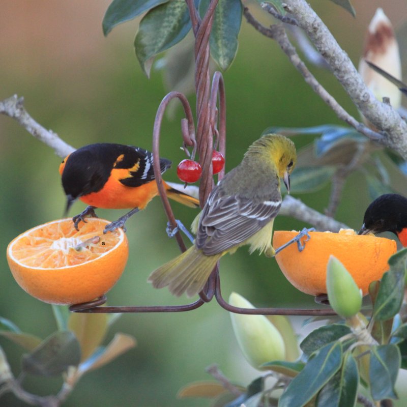Attracting Birds That Feed On Inchworms