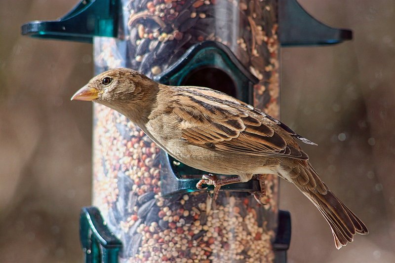 Attracting Birds That Feed On Inchworms