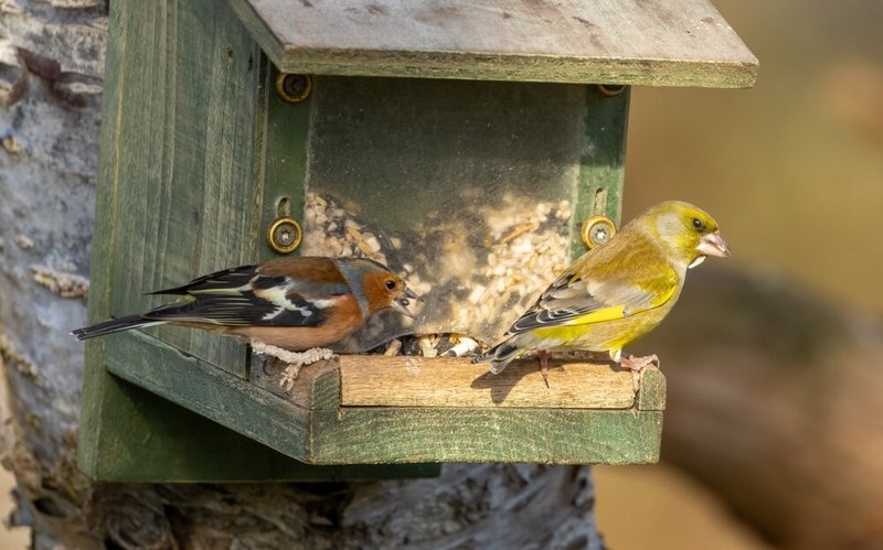 Attracting Birds That Feed On Inchworms