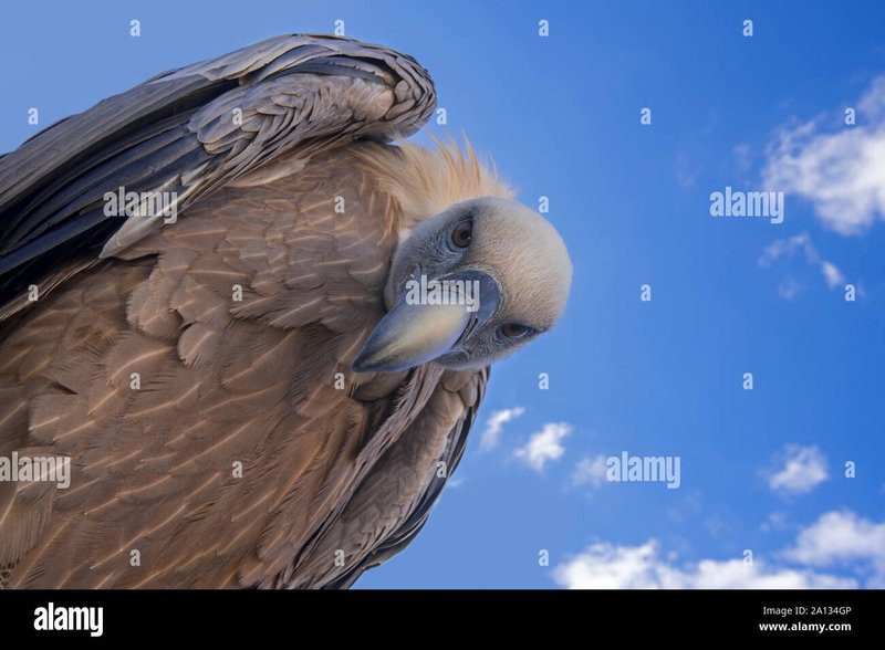 Attracting Birds That Prey On Hornworms
