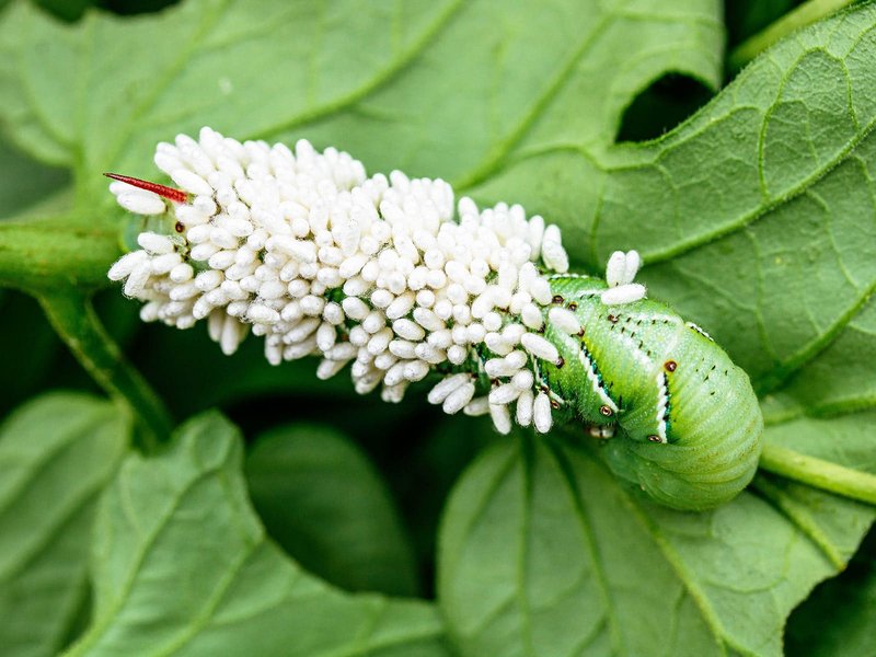 Attracting Birds That Prey On Hornworms