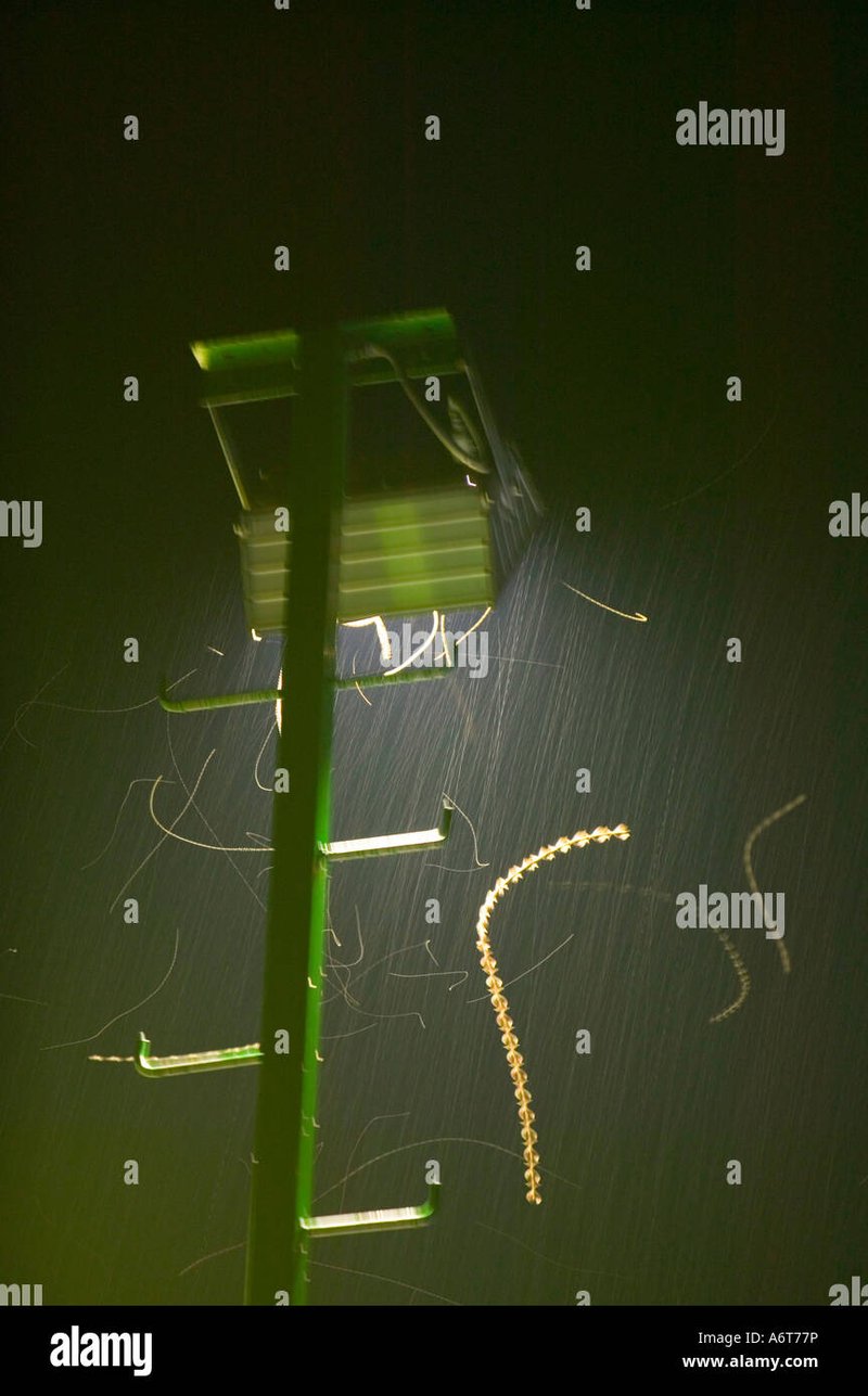 Attracting Inchworm Moths With Outdoor Lights