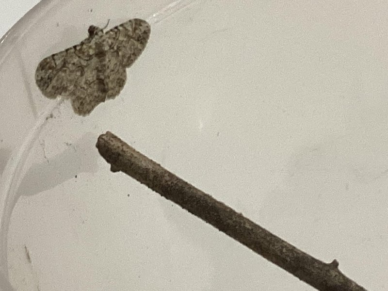 Attracting Inchworm Moths With Outdoor Lights