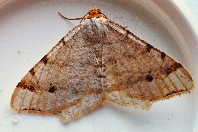 Attracting Inchworm Moths With Outdoor Lights