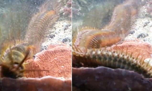 Avoiding Accidental Bobbit Worm Transfer Via Live Rock