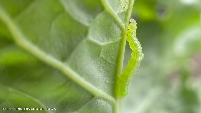 Avoiding Pesticides In Inchworm Management