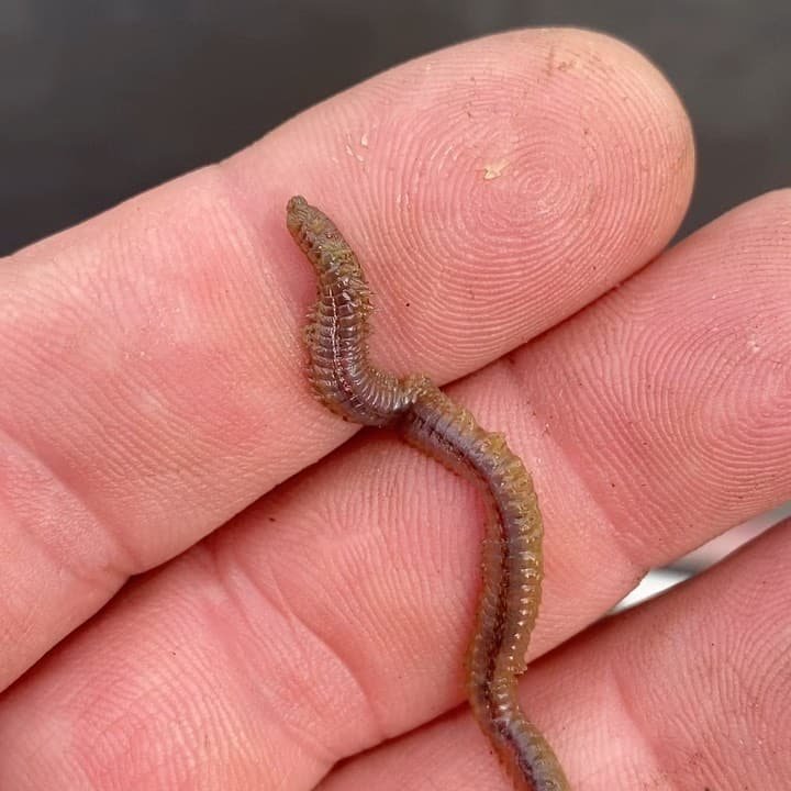 Benefits And Drawbacks Of Keeping Bristle Worms