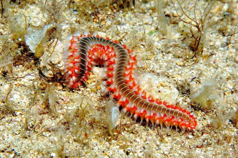 Benefits And Drawbacks Of Keeping Bristle Worms