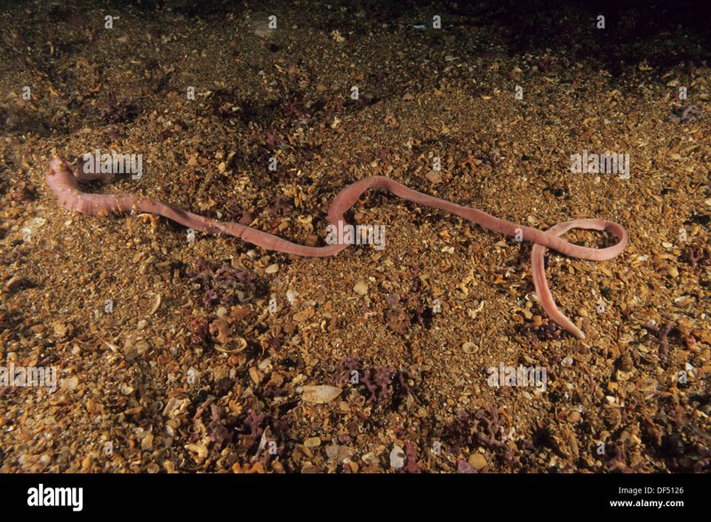 Best Conditions For Spotting Ribbon Worms In The Wild