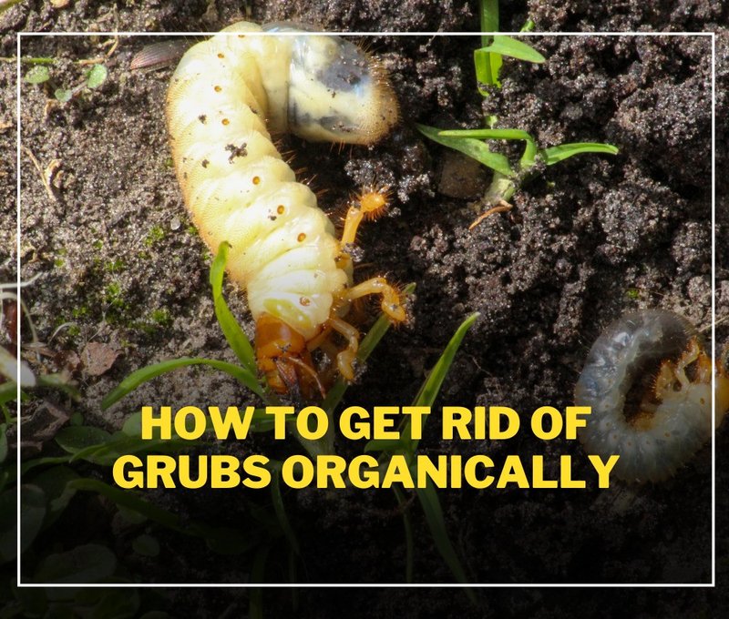Best Organic Methods To Control Grub Worms
