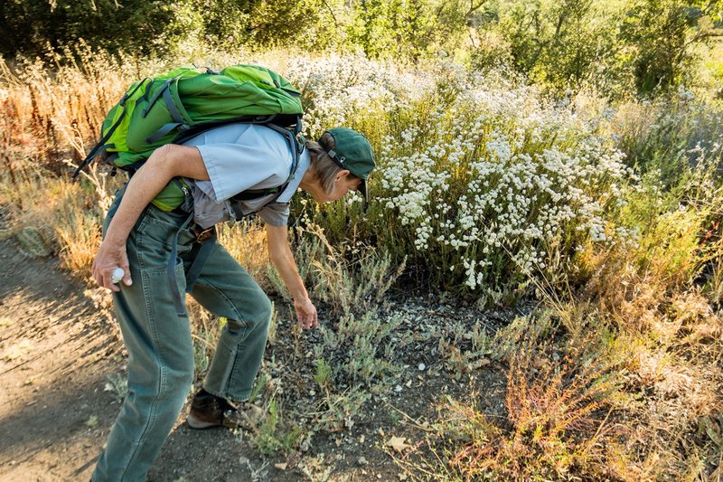 Best Practices For Reporting And Monitoring Garden Invasives
