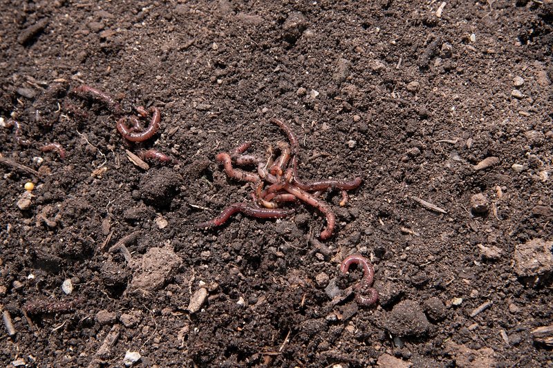 Best Soil Conditions For Healthy Earthworm Populations