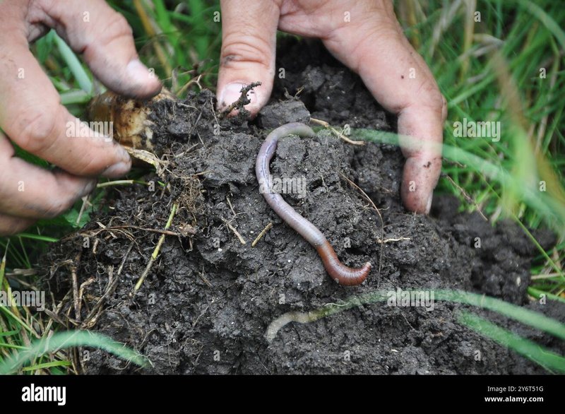 Best Soil Conditions For Healthy Earthworm Populations