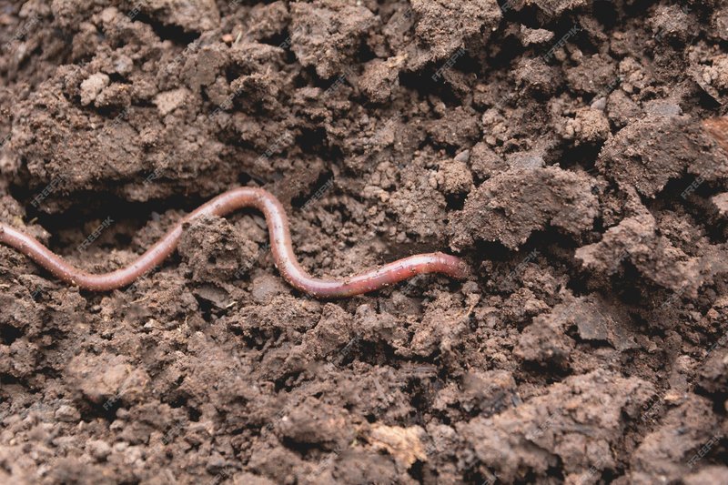 Best Soil Conditions For Healthy Earthworm Populations