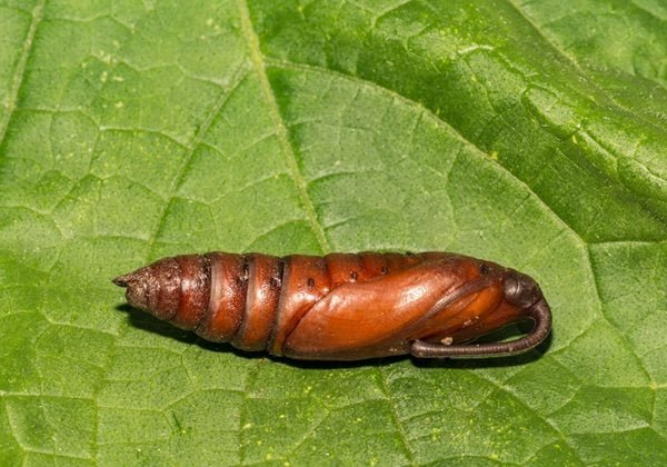 Best Soil Conditions For Hornworm Pupation