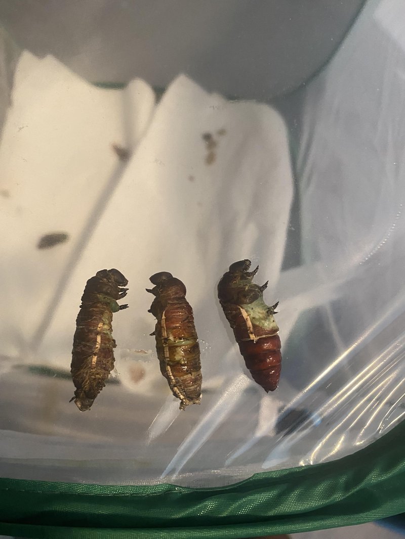 Best Soil Conditions For Hornworm Pupation