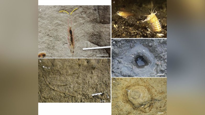 Best Substrates For Bobbit Worm Burrows