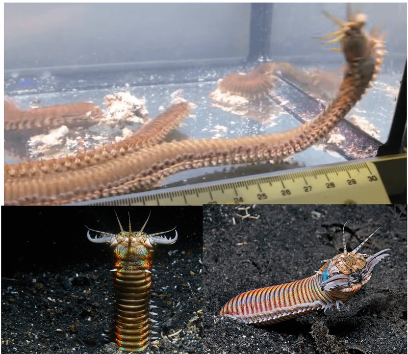 Best Substrates For Bobbit Worm Burrows