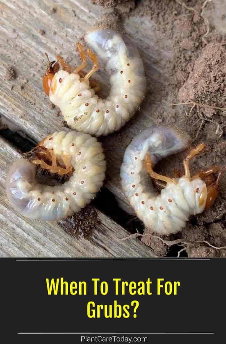 Best Time Of Year To Treat For Grub Worm Infestations