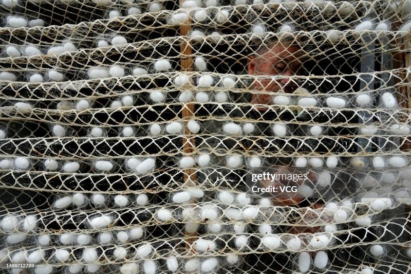 Best Tools For Harvesting And Handling Silkworm Cocoons