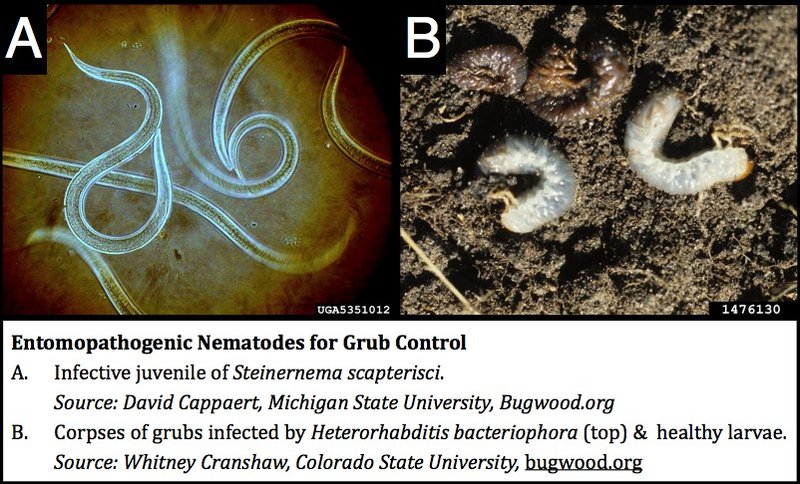 Biological Controls For Grub Worms: Nematodes Explained