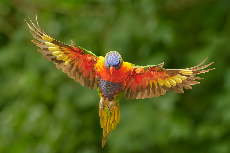 Bird Species That Prefer Feeding On Inchworms