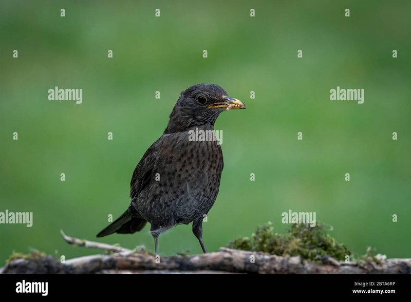 Bird Species That Prefer Feeding On Inchworms