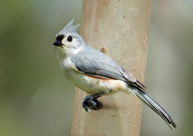 Bird Species That Prefer Feeding On Inchworms
