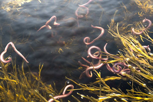 Bloodworm And Its Role In Soil Or Aquatic Ecosystems