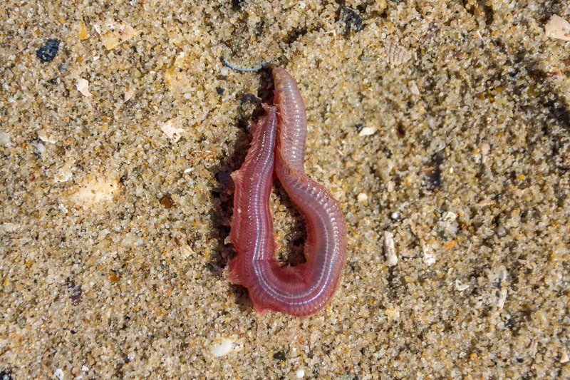 Bloodworm In Captivity: Can They Be Studied Or Farmed?