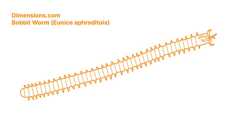 Bobbit Worm Anatomy: Understanding Their Ambush Design