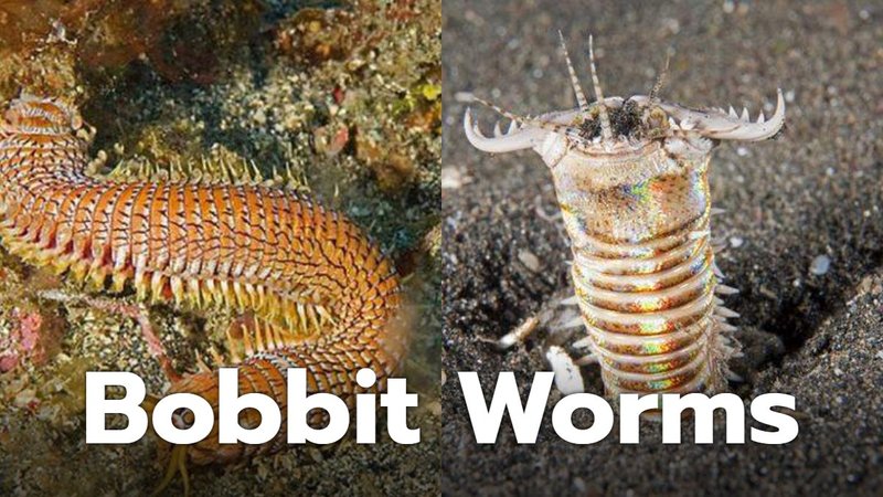 Bobbit Worm Attack Speed Compared To Other Worms