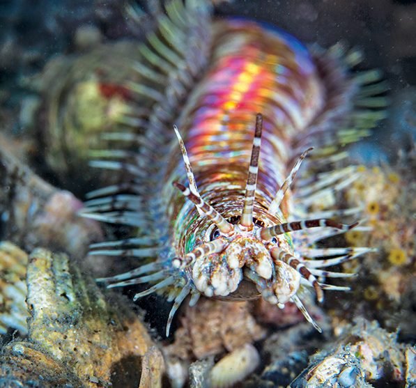 Bobbit Worm Coloration And Camouflage Techniques