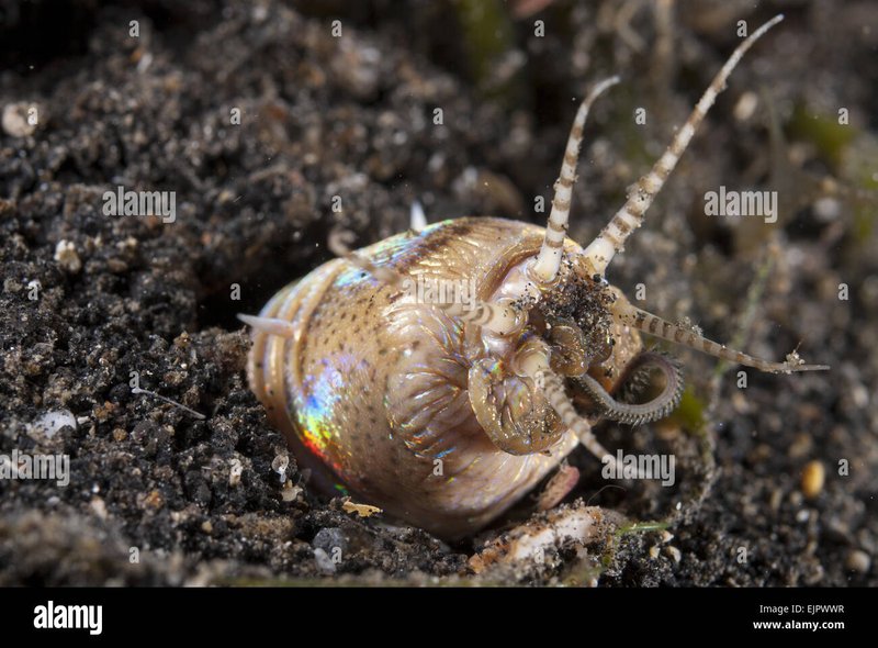 Bobbit Worm Feeding Habits In The Wild Vs. Captivity