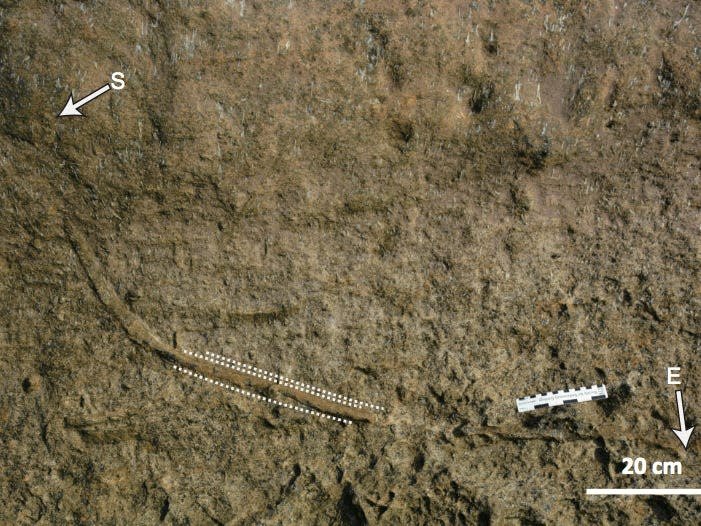 Bobbit Worm Fossils: Ancient Annelids In The Fossil Record