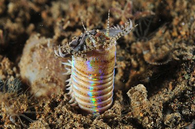Bobbit Worm Intelligence And Sensory Perception