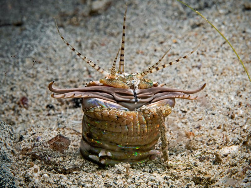 Bobbit Worm Intelligence And Sensory Perception