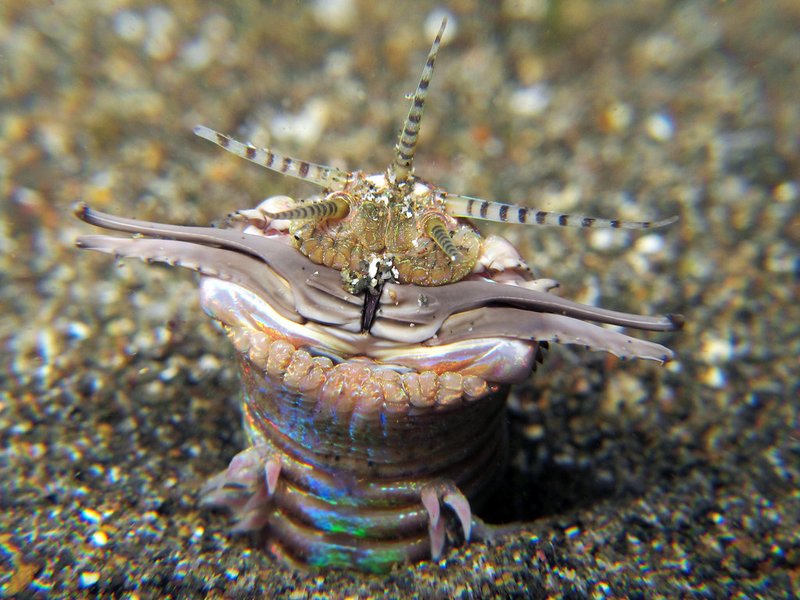 Bobbit Worm Lifespan In The Wild And In Captivity