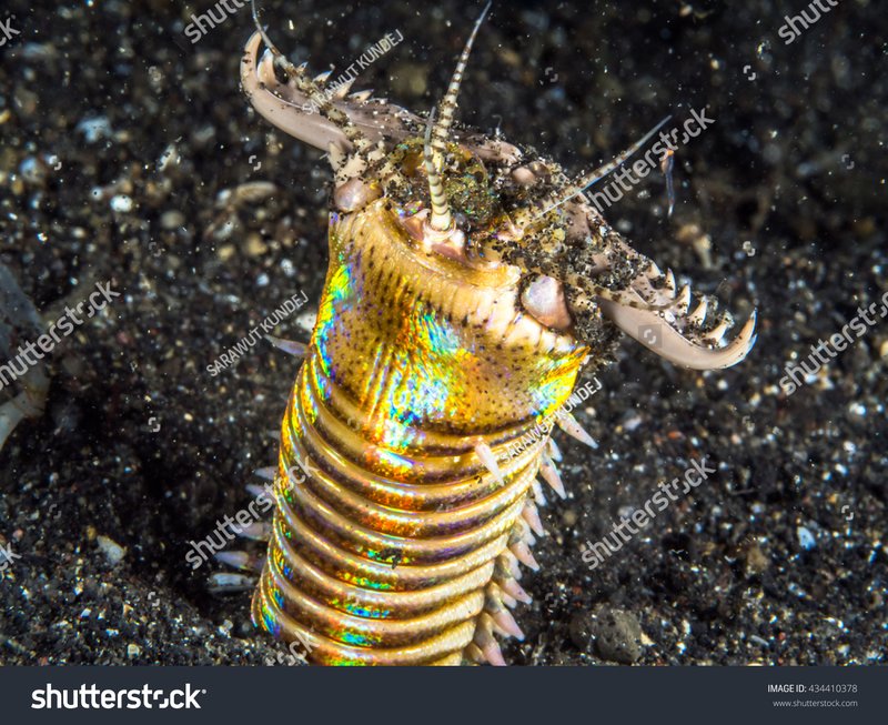 Bobbit Worm Lifespan In The Wild And In Captivity