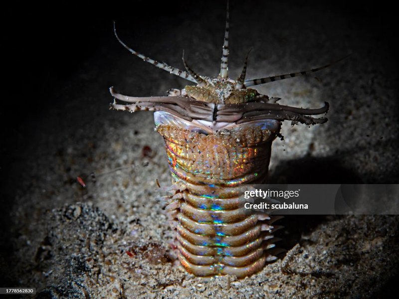 Bobbit Worm Nighttime Activity Tracking Logs